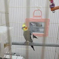 دو عروس هلندی سخنگو