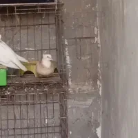 تماس جوابگو هستم|پرنده|بندر کنگان, |دیوار