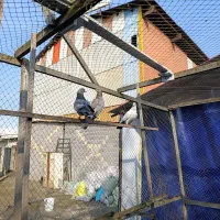 3عدد کبوتر جوان برای فروش|پرنده|رشت, حومه رشت|دیوار