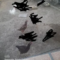 مرغ و خروس لاری|حیوانات مزرعه|پاکدشت, پاکدشت (مامازند)|دیوار