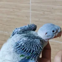 جوجه سرلاکی شاه طوطی|پرنده|اهواز, گلستان|دیوار