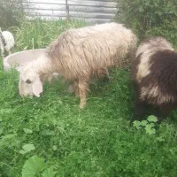 میش گله داری|حیوانات مزرعه|مسجد سلیمان, |دیوار