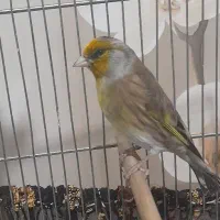 سهره قناری لر سبک برتر