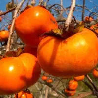 خریداری مرکبات|خدمات باغبانی و درختکاری|کلاچای, |دیوار