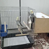 عروس هلندی هر دو سخنگو هستن|پرنده|اهواز, سخیریه|دیوار