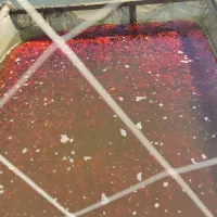 ماهی عید درتنوع بالا