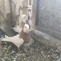 کبوتر|پرنده|کرج, بهشت سکینه|دیوار