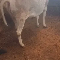 گوسال ماده