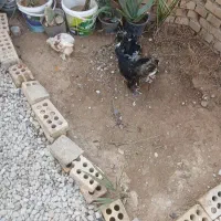 خروس سلطانی ودوعددمرغ همراه با پنج عدد جوجه