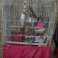 یجفت عروس هلندی فنچ