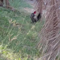 مرغ خروس معاوضه بوقلمون|پرنده|بم, |دیوار