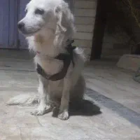 سگ پاکوتاه ماده نژاد پامر روباهی