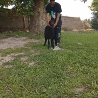 بره نر|حیوانات مزرعه|سرخنکلاته, |دیوار