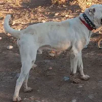 واگذاری سگ اصیل خراسانی از بهترین نسل|سگ|کلات (خراسان), |دیوار