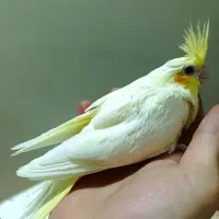 جوجه عروس|پرنده|قم, شاه سید علی|دیوار