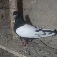 سینه سیاه نرپیس ککیل وکلفه ماده|پرنده|نمین, |دیوار