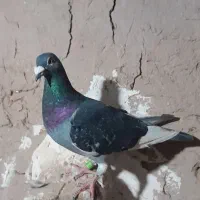 کفتر سبز پلاکی مسافتی