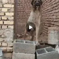 واگذاری سگ لا خراسانی نر گله ای