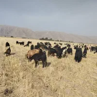 فروش بز کهره دار آبستن و خشک