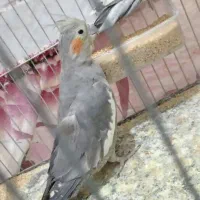 یک جفت عروس هلندی