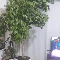 گل بنجامین برگ سبز|گل و گیاه طبیعی|ارومیه, |دیوار