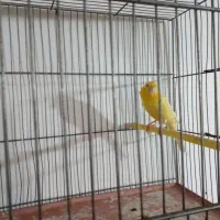 قناری ماده اماده اماده