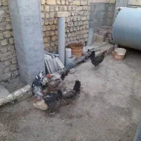 مرغ تخم گذار