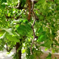 افزایش تناژ محصول صددرصد تضمینی