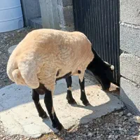 یک راس گوسفند نر فروشی