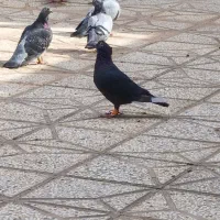 دو جفت کفتر کرمانی قره کاکلی با زدو کاکلی به ضمانت