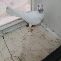 تعداد کفتر پرشی|پرنده|تهران, بهمن یار|دیوار