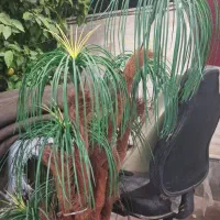 گل نخل بزرگ|گل مصنوعی|شیراز, شهرک مدرس|دیوار