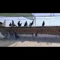 پرنده