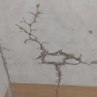 سمپاشی سوسک موریانه سم پاشی ساس با مجوز رسمی