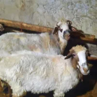 گوسفند نر تخمی نژاد تاب عالی|حیوانات مزرعه|آلاشت, |دیوار