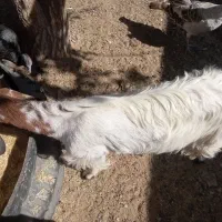 بزو تروشت|حیوانات مزرعه|خاش, |دیوار