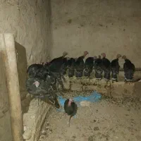 بوقلمون  محلی|حیوانات مزرعه|قیدار, |دیوار