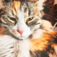 فروش گربه سه‌رنگ مو‌بلند (کالیکو) بسیار زیبا وآروم