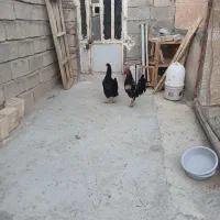 مرغ وخروس|حیوانات مزرعه|چگنی, |دیوار