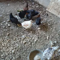 فروش مرغ|حیوانات مزرعه|شاهدشهر, |دیوار