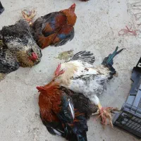 خروس محلی|حیوانات مزرعه|هشتگرد, شهرک وحدت|دیوار