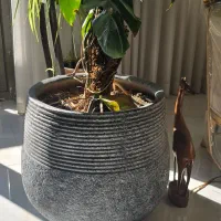 گلدان سفالی|گل و گیاه طبیعی|مشهد, کوشش|دیوار