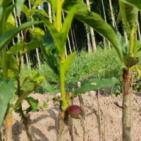 نهال|خدمات باغبانی و درختکاری|مشگین شهر, |دیوار