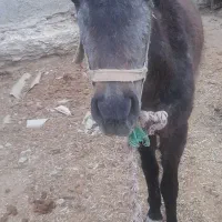 مادیان جوان