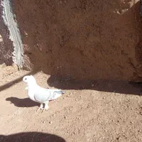 چند عدد کبوتر فروشی