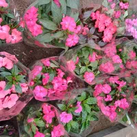 گل و گیاه آپارتمانی