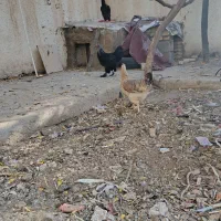 مرغ تخم گذار و کرچی|حیوانات مزرعه|سبزوار, امیر کبیر|دیوار