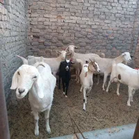 بز سانن فروشی