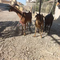 گیسه صلاله وبزمحلی داشتی وگوشتی چاق|حیوانات مزرعه|بندرعباس, |دیوار