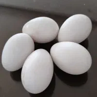 تخم غاز